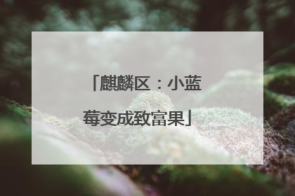 麒麟区：小蓝莓变成致富果