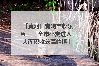 黄河口奏响丰收乐章——全市小麦进入大面积收获高峰期